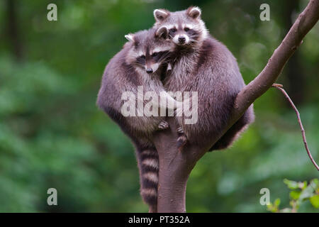 Two raccoons cuddling on a tree looking towards camera, Captive in a natural enclosure in the forest, Wildpark Warstein, Sauerland, Germany, Stock Photo