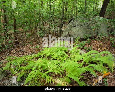 Morris County New Jersey Park in Kinnelon, NJ Stock Photo