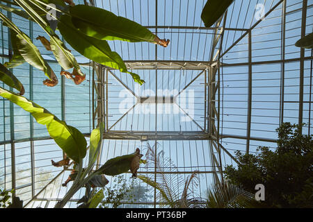 indoor shot of roof of greenhouse, botanic garden. Belgrade, Serbia. Stock Photo