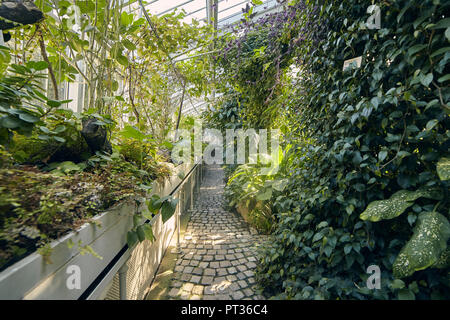 botanic garden indoors, in green house. tropic vegetation, plants. Belgrade Serbia. Stock Photo