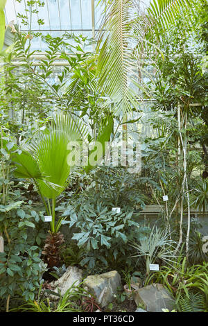 Botanic garden indoors, greenhouse, various plants, tropic vegetation. Belgrade, Serbia. Stock Photo