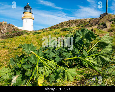 Cut stems of tree mallow, Malva arborea, and Fidra light house lantern, Fidra Island, Scotland, UK Stock Photo