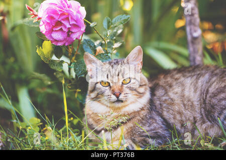 Cat lying on the grass in the garden in summer near peony flower Stock Photo
