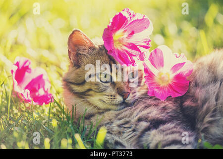 Cat lying on the grass in the garden in summer with flowers on the head Stock Photo
