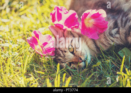 Cat lying on the grass in the garden in summer with flowers on the head Stock Photo