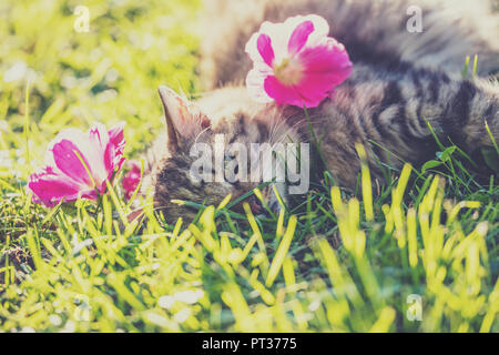 Cat lying on the grass in the garden in summer with flowers on the head Stock Photo