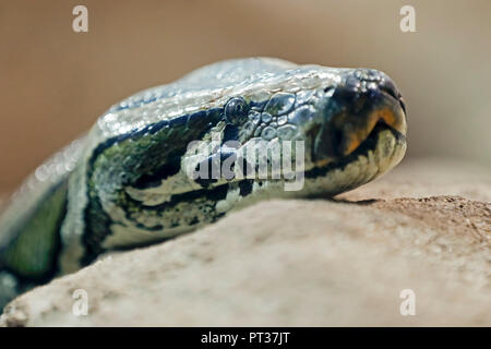 Burmese Python (Python molurus bivittatus), captive, Germany Stock Photo