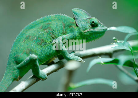 Yemen chameleon (Chamaeleo calyptratus), captive, Germany Stock Photo