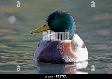 Mallard (Anas platyrhychos) in water, wildlife, Germany, Stock Photo