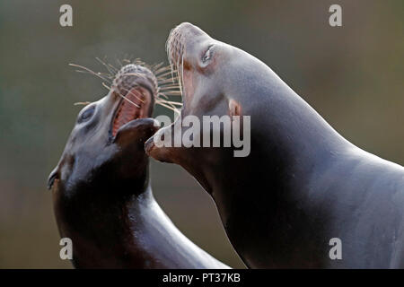 Two Californian sea lions, (Zalophus californianus), quarrel, captive, Baden-Wuerttemberg, Germany Stock Photo