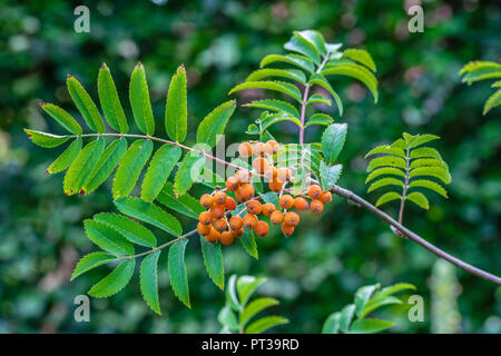 Rowan berries and leaves, Sorbus aucuparia, berries on a tree Stock Photo