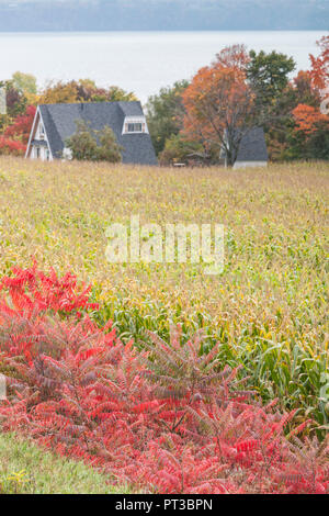 Canada, Quebec, Capitale-Nationale Region, Neuville, field, autumn