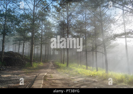 Discovery travel in the trail pine forest, vietnam. Background with magic sunrays, light, dense fog and fresh air at the dawn Stock Photo