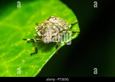 Forest Shieldbug nymph (Pentatoma rufipes) - Umbira, Italy Stock Photo