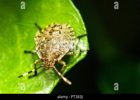 Forest Shieldbug nymph (Pentatoma rufipes) - Umbira, Italy Stock Photo