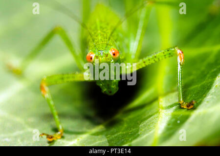 southern sickle bush-cricket (Phaneroptera nana) - Umbria, Italy Stock Photo