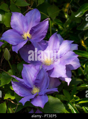 Purple flowering clematis (general sikorski) at roath park lake in Cardiff, south wales, uk Stock Photo