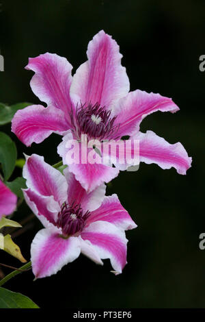 Clematis Nelly Moser in full flower at Roath Park  flower garden in Cardiff, South Wales UK Stock Photo