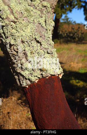 Portugal, Alentejo Region, Evora. Newly harvested cork oak tree - Quercus suber. The bark which produces cork and the stripped area below. Stock Photo