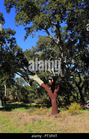 Portugal, Alentejo Region, Evora. Newly harvested cork oak tree - Quercus suber. The bark which produces cork and the stripped area below. Stock Photo