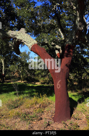 Portugal, Alentejo Region, Evora. Newly harvested cork oak tree - Quercus suber. The bark which produces cork and the stripped area below. Stock Photo