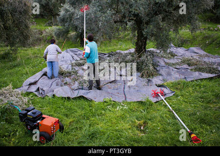 Olive harvesting in Kalamata, Peloponnese region, southwestern Greece. Stock Photo