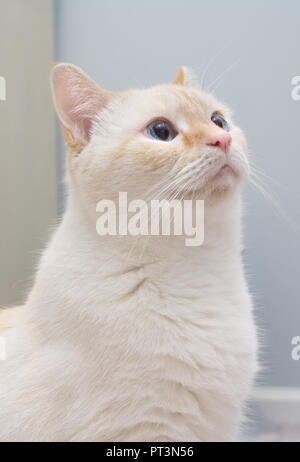 A white flamepoint Siamese cat with blue eyes Stock Photo