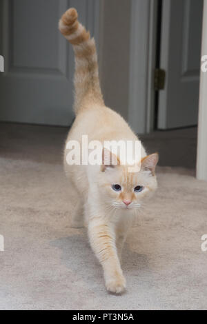 A white flamepoint Siamese cat with blue eyes Stock Photo