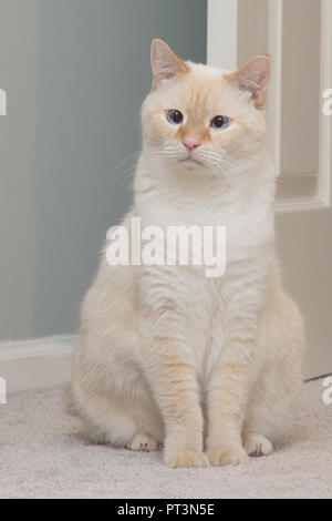 A white flamepoint Siamese cat with blue eyes Stock Photo