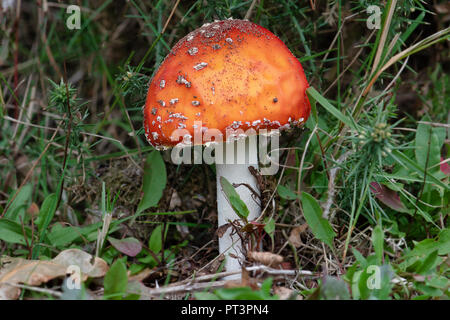 A close up photograph of a single stem Amanita muscaria, commonly known as the fly agaric or fly amanita. Freshly grown and still has soil on the top