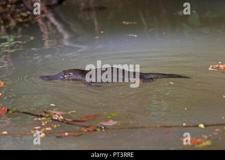 Duck-billed Platypus in Far North Queensland Australia Stock Photo