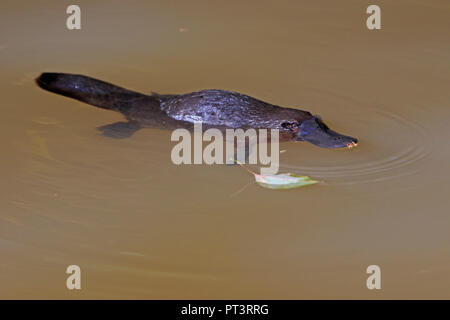 Duck-billed Platypus in Far North Queensland Australia Stock Photo