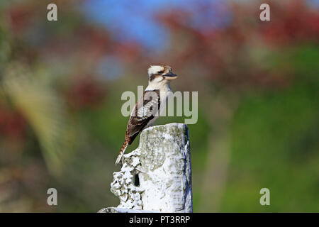 Laughing Kookaburra perched on a grave stone in Cairns Cemetery Far North Queensland Australia Stock Photo