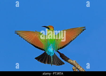 Rainbow Bee-eater in flight in Cairns far North Queensland Australia Stock Photo