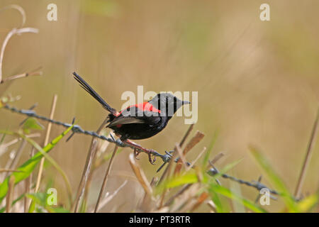 Male Red-backed Fairy-wren in Far North Queensland Australia Stock Photo