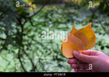 Yellow autumn leafs in girl hand whit natural green background in the forest/ Autumnal background Stock Photo