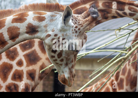 Portrait of a giraffe at a zoo Stock Photo