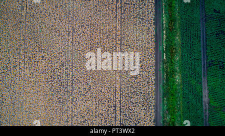 Aerial picture  shows pumpkins being grown in a field near March, Cambs,that will be harvested in the next few days.The vegetable is making a  comeback on Britain's dinner plates.  Aerial pictures show rows of PUMPKINS waiting to be harvested - not only for Halloween carving but for culinary reasons as the vegetable make a comeback on Britain's dinner plates.  Incredible drone photos show fields of pumpkins ready to be picked near March in Cambridgeshire as Brits eat more of the vegetables than ever before.  Around 15 million pumpkins are now grown in the UK ever year and Stock Photo