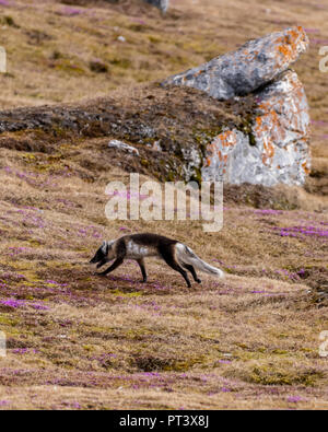 Arctic Fox (Vulpes lagopus) in summer coat in Svalbard, Norway. Stock Photo