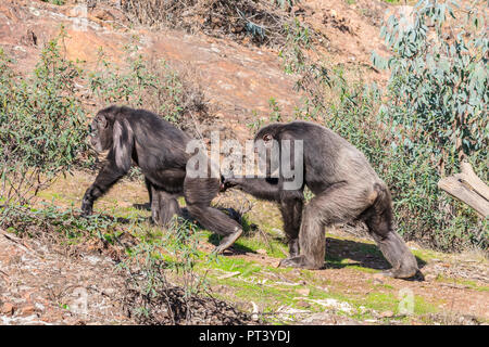 Chimpanzee male and female in mating season in natural habitat Stock Photo