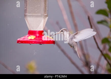 Rare white Leucistic Magnificent Hummingbird (Eugenes spectabilis). San