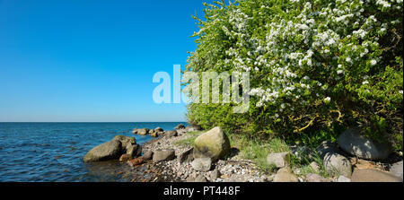 Baltic Sea coast in spring, boulders on the shore, flowering wild apple shrubs, Mönchgut peninsula, Biosphere reservation Southeast Rügen, Rügen Island, Mecklenburg-Vorpommern, Germany Stock Photo