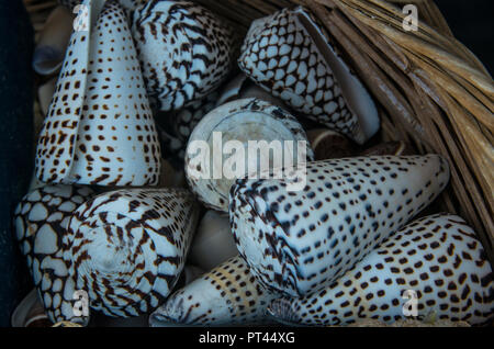 brown spotted cone seashells Stock Photo