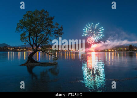 The lone tree in Lake Wanaka with fireworks for New Year's Eve, Wanaka, Queenstown Lakes district, Otago region, South Island, New Zealand, Stock Photo