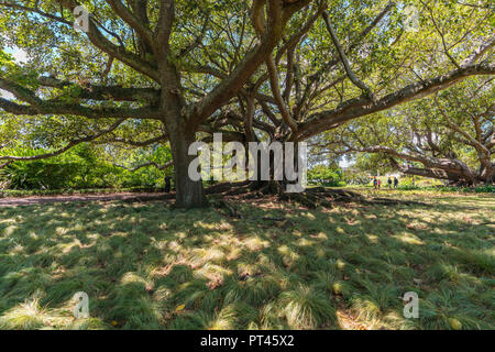 Moreton Bay Fig in Albert Park, Auckland City, Auckland region, North Island, New Zealand, Stock Photo