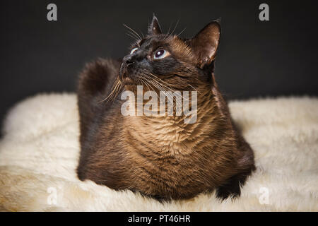Mischief, the Himalayan-Tabby mix, has his attention drawn to the light. Stock Photo