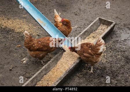 Hens in a farm eating food Stock Photo