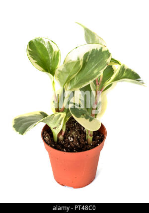 Peperomia obtusifolia potted plant in front of white background Stock Photo