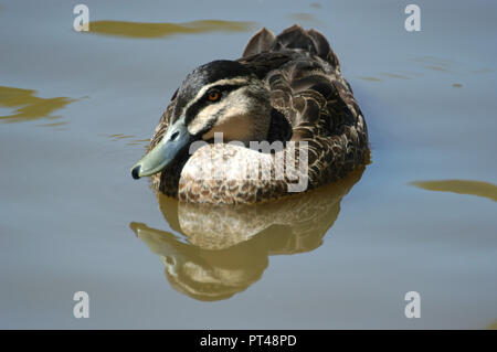 Pacific black duck (Anas superciliosa), commonly known as the PBD Stock Photo