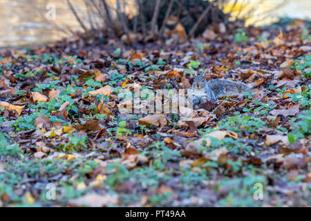 Grey squirrel foraging in autumn leaves in St Jame's Park, London Stock Photo
